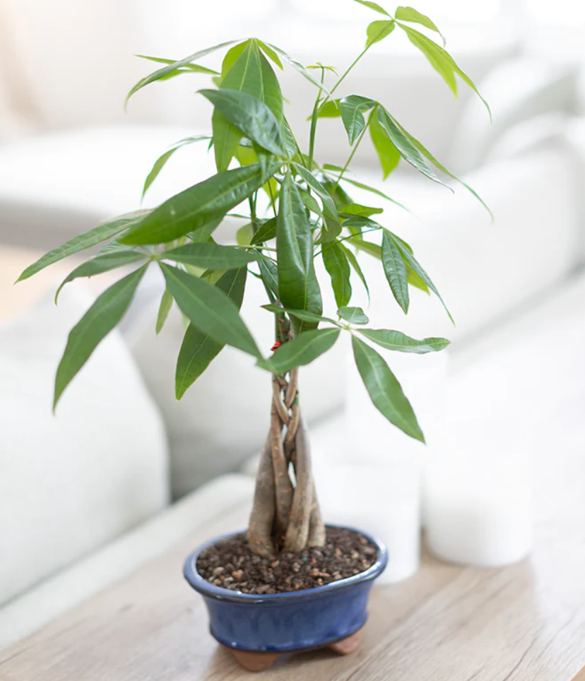Easy Care Steps for Money Trees