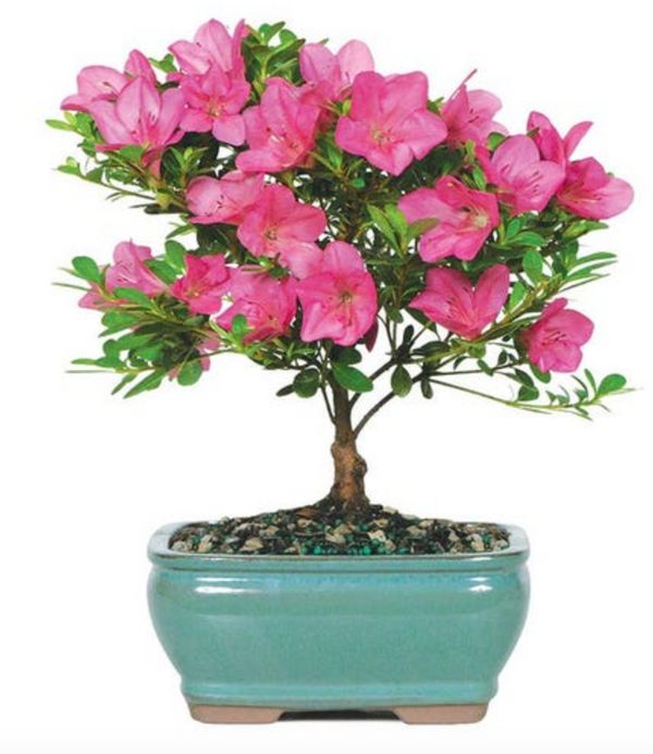 salix arbuscula bonsai Bonsai Globe Willow Tree Cutting - Large Thick Trunk main image 1