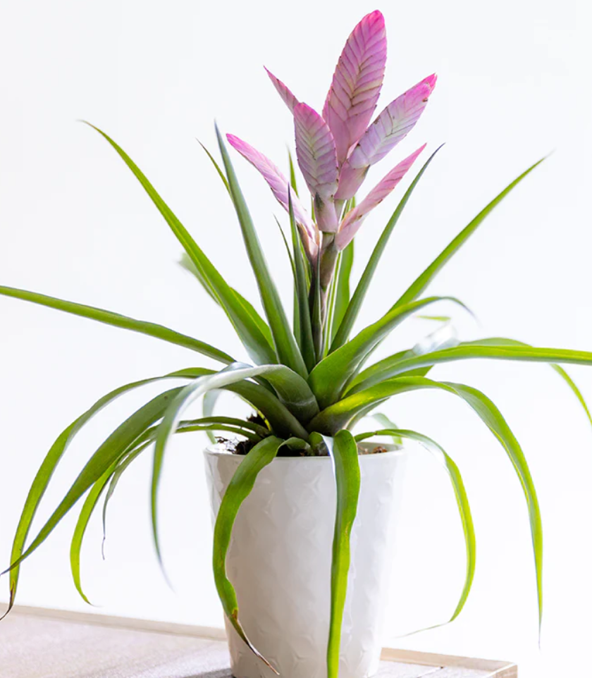 How to Care for Your Tropical Plant