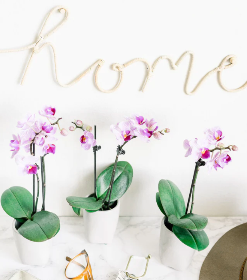 Orchid Care Tips