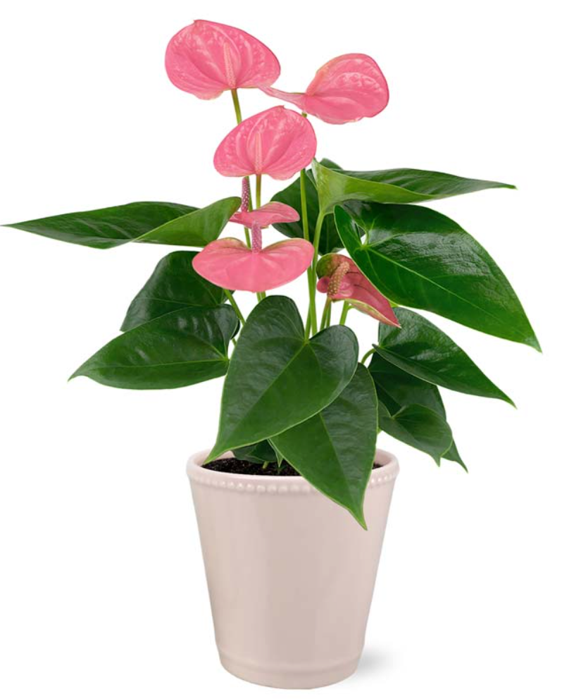 What to Know About Anthurium Plants