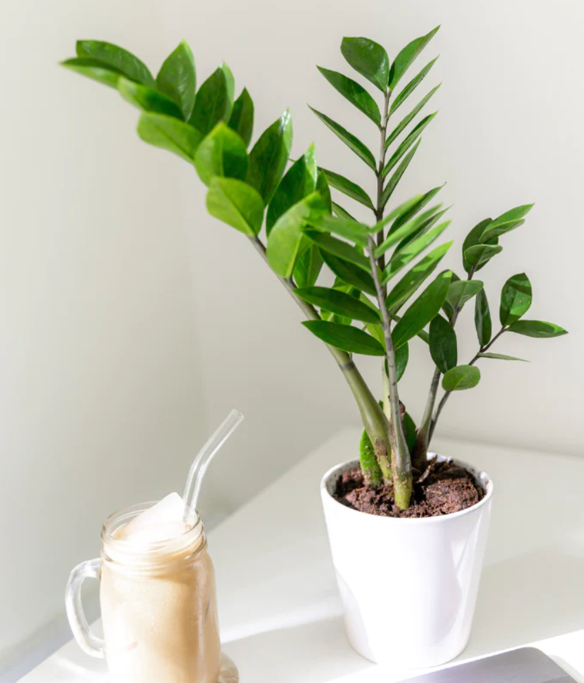 Embracing Modernity: Succulents, Elephant's Ear, and Orchids