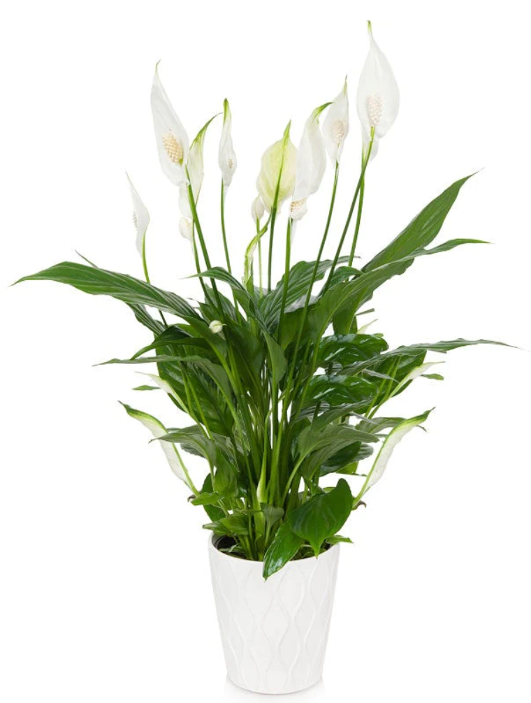 What to Know About Your Peace Lily and it's Variety in Species