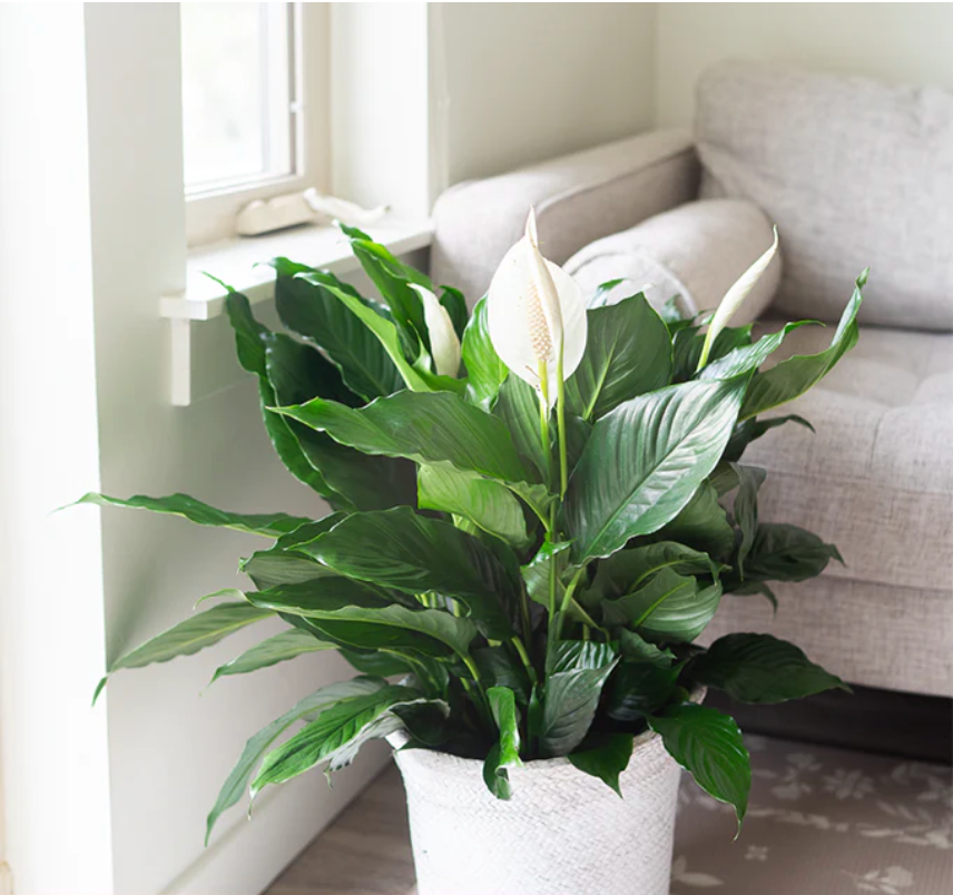 Peace Lily Care Guide