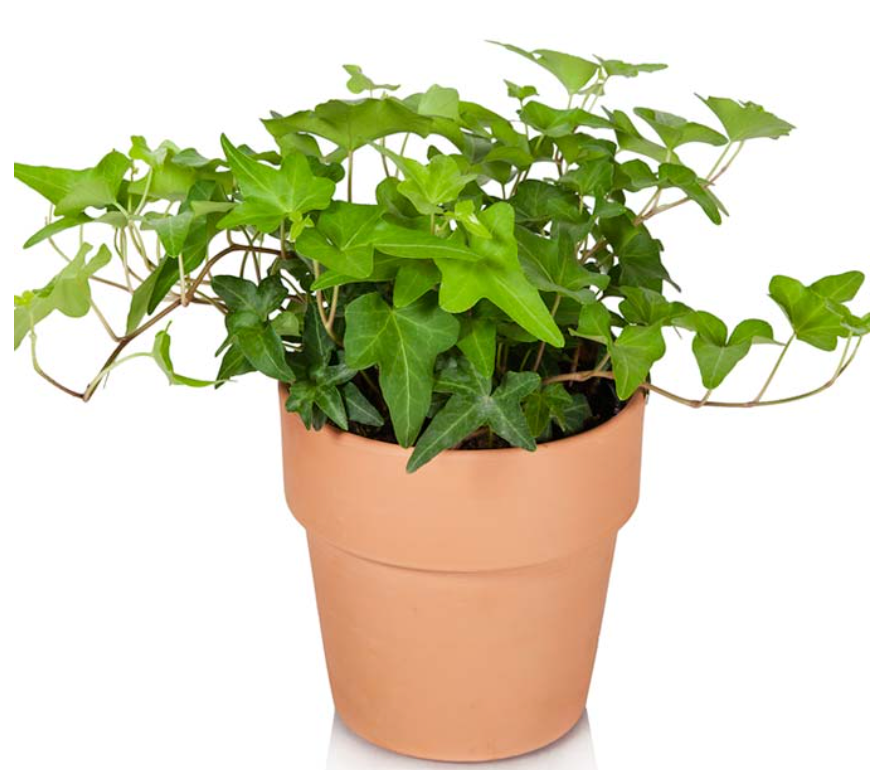 What are the Most Popular Low Light Plants