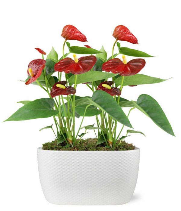 anthurium in cerami Elegant Red Anthurium Plant