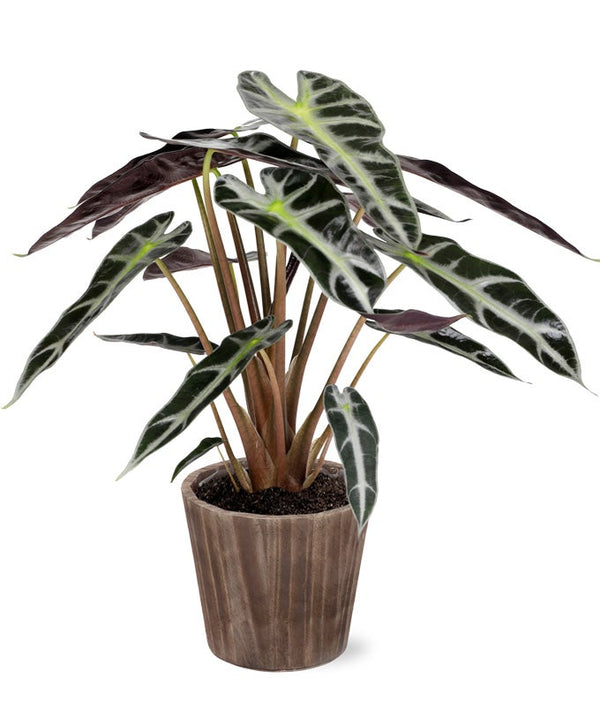 elephant ears planter Elephant's Ear Potted Plant in Natural Wood