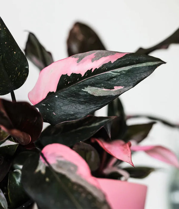 philodendron pink princess plants Pink Princess Potted Philodendron Plant