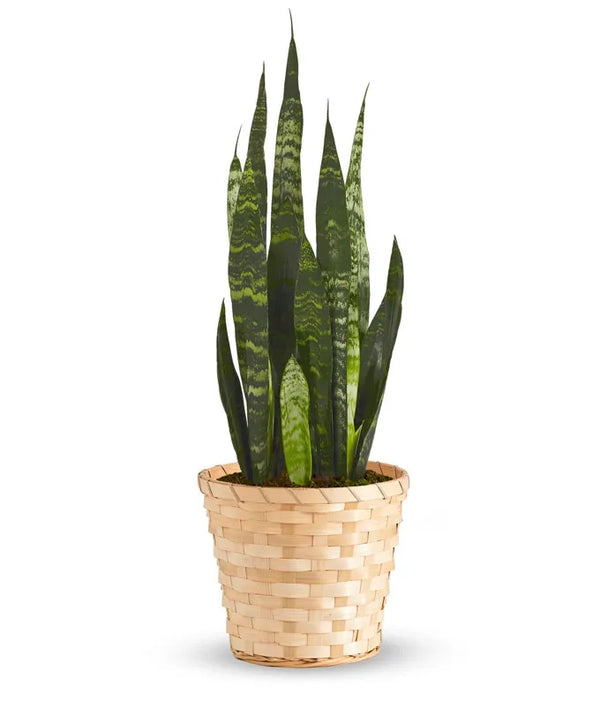 snake plant for delivery Snake Plant