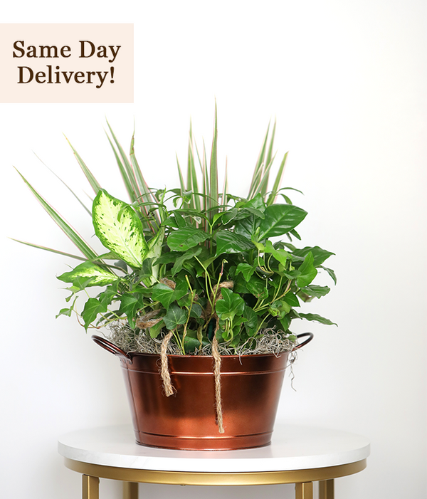 PlantsAPlenty Dish Garden SendPlants