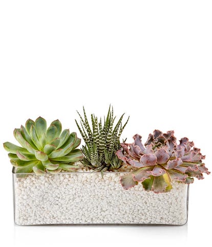 long white succulent planter Succulent Trough