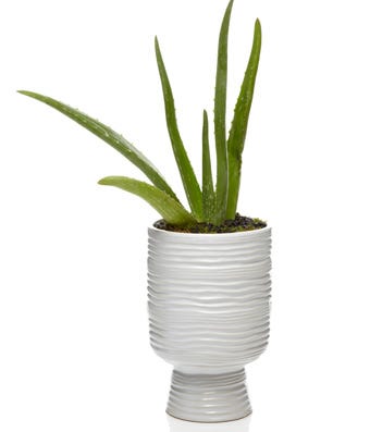 Aloe Vera Plant