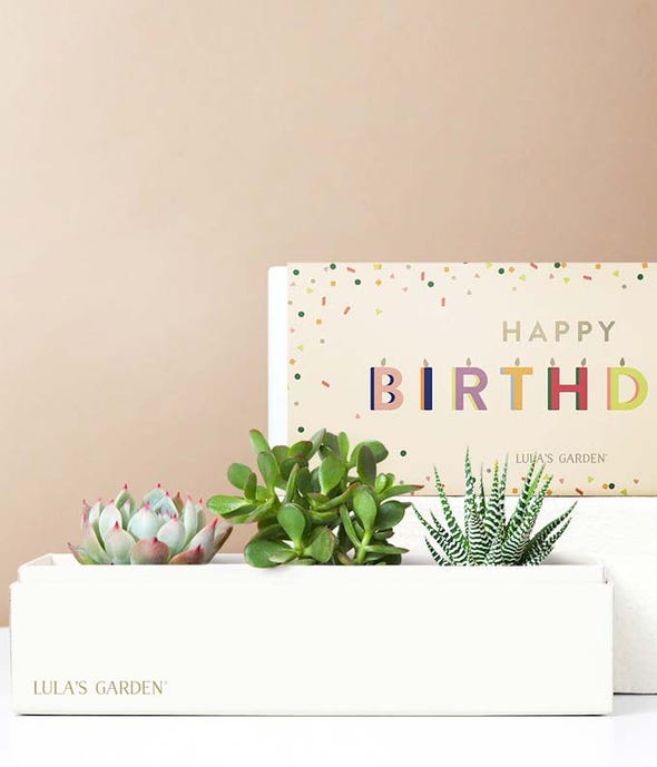 succulents by lula's garden Lula's Garden Birthday Triune Succulent Box