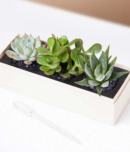 succulents for birthday Lula's Garden Birthday Triune Succulent Box