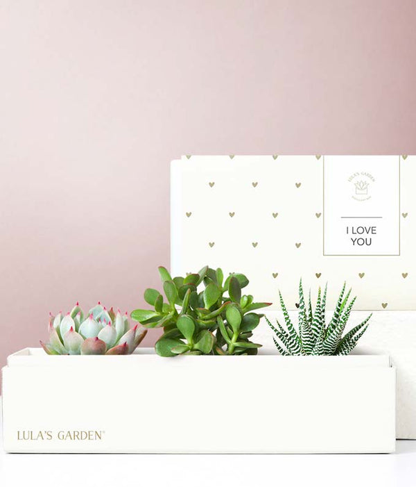 lula's garden succulent Lula's Garden I Love You Jewel Succulent Box