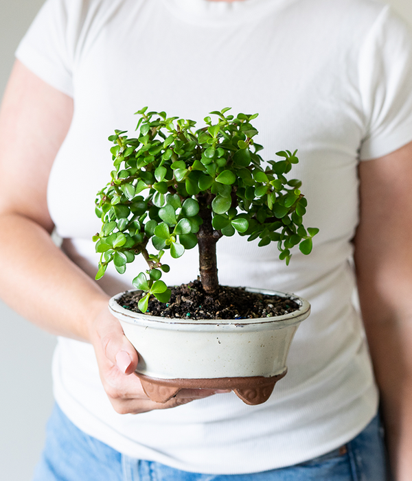 woody jade plant Succulent Jade Bonsai Tree
