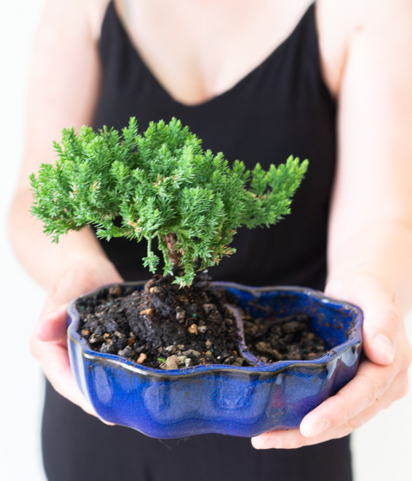 Zen Reflections Juniper Bonsai Plant - SendPlants