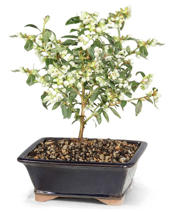 blueberry bonsai Dwarf Blueberry Outdoor Potted Bonsai Tree