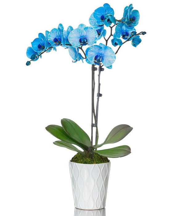 Blue Orchid SendPlants