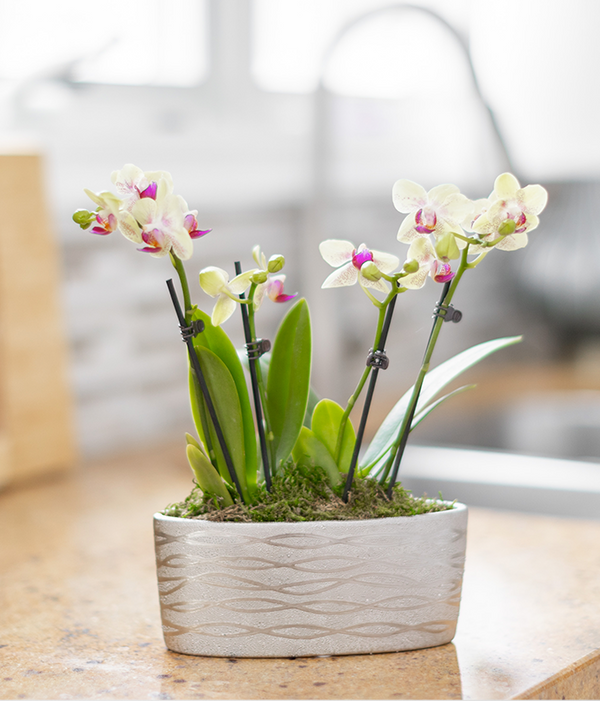 Sunny Days Orchid Duo - SendPlants