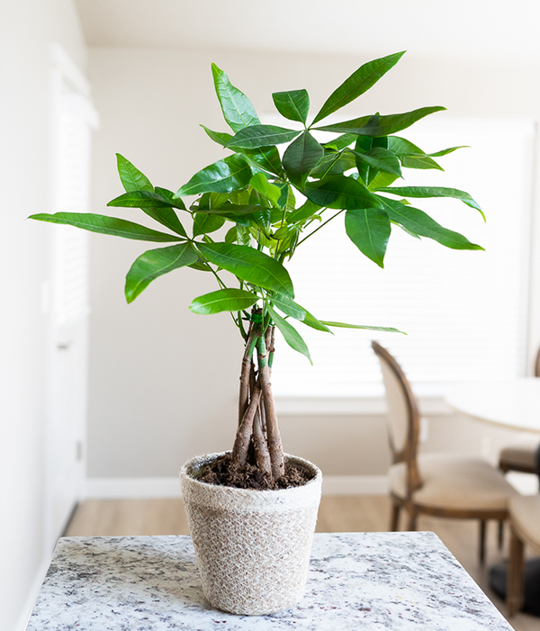 miniature money tree Potted Money Tree