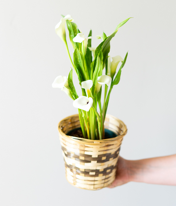 white flowers calla lily White Calla Lily Potted Plant