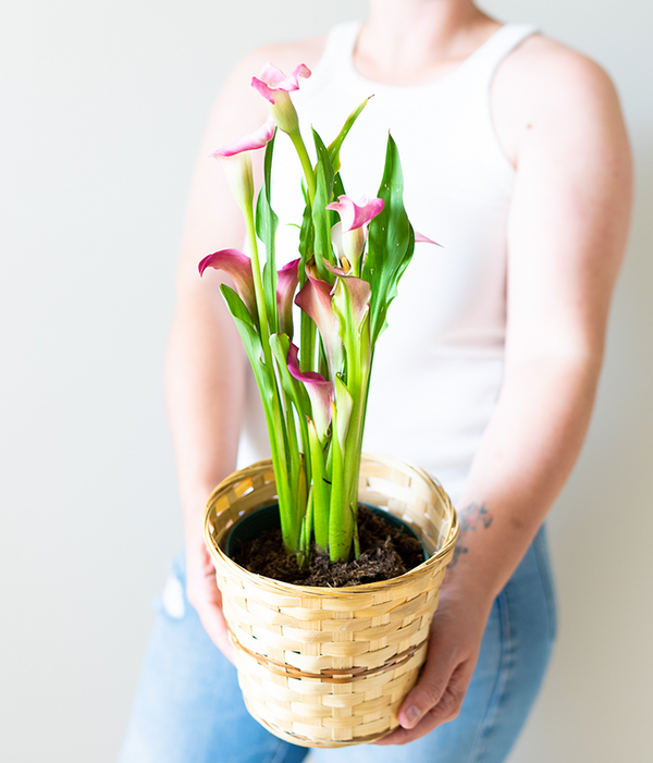 pink calla lily plant Pink Calla Lily Potted Plant