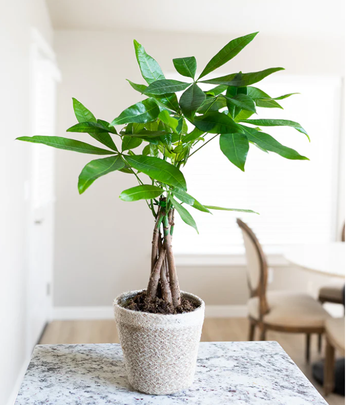 Money Trees: Popular Wedding and Housewarming Gifts