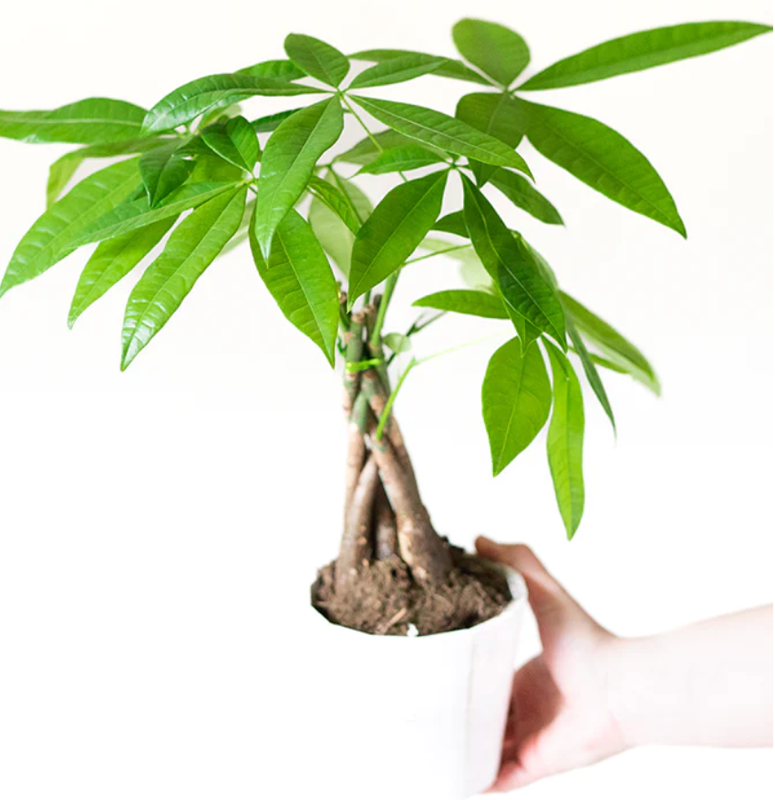 The Meaning Behind the Money Tree