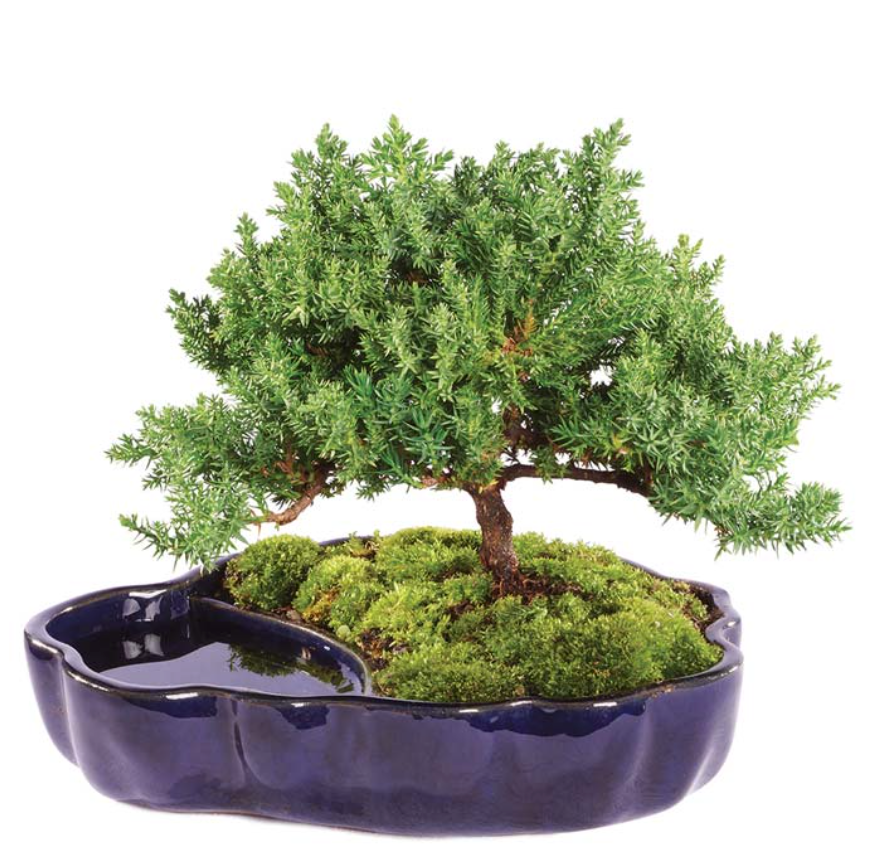 Exploring Different Types of Bonsai Trees (shape)