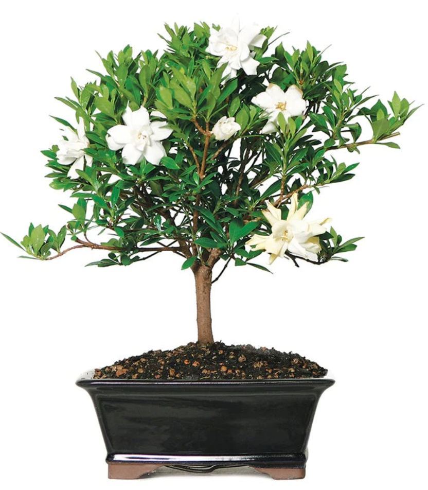 What are Popular Bonsai Tree Species?