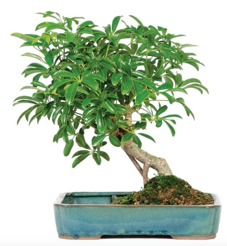 Easy Care Instructions for Your Bonsai