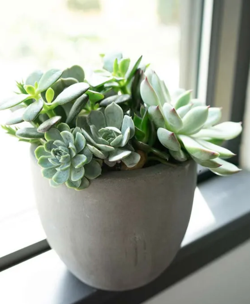 What to Know About Your Succulent