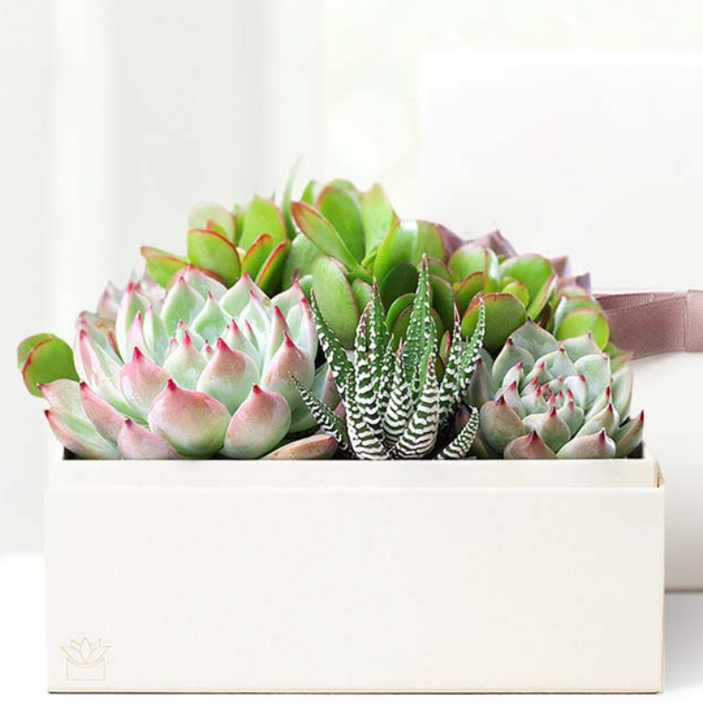How to Take Care of Your Succulent