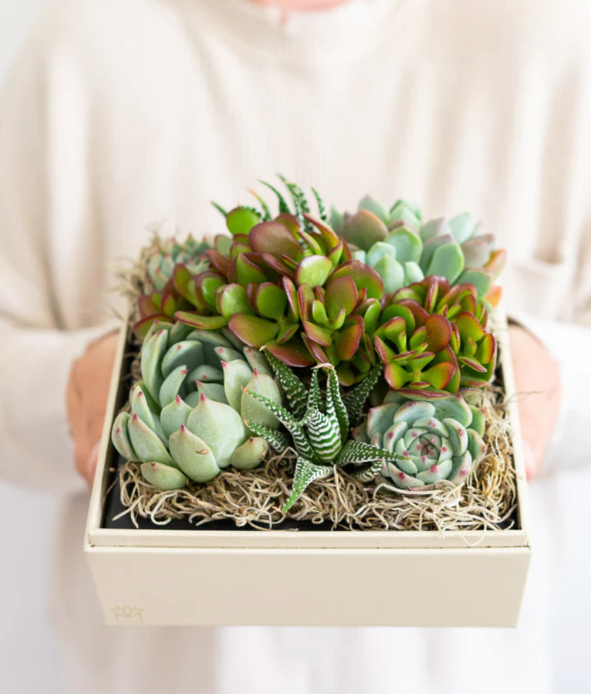Are Succulents Harmful to Pets, if so Which Species?