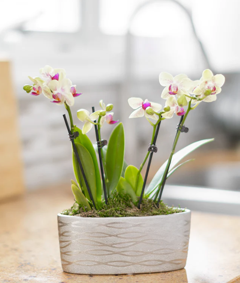 What to Know about Orchids