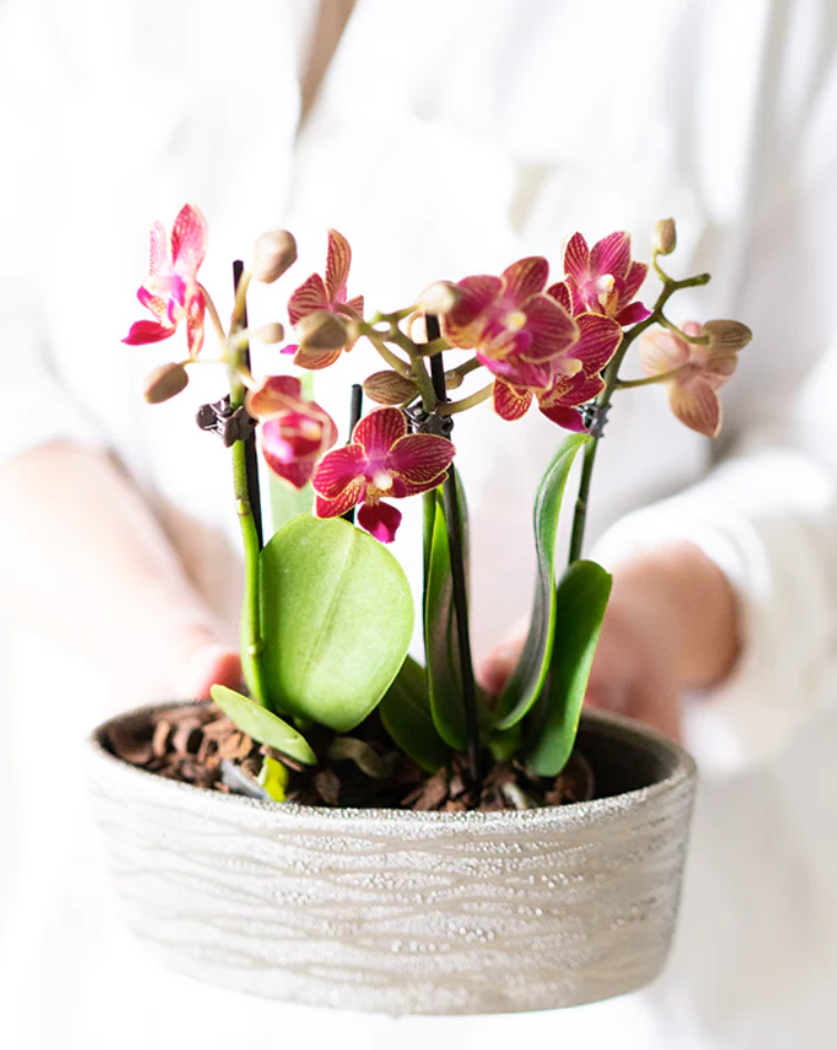 The Symbolism of Orchids