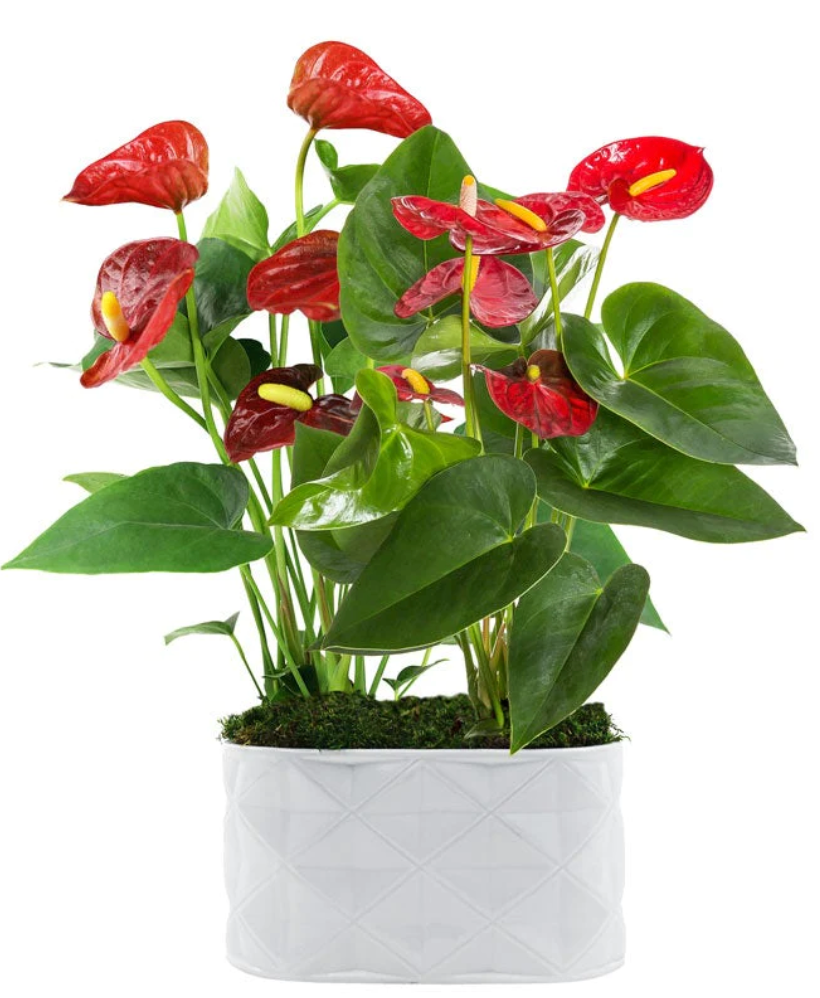 How to Take Care of Your Anthurium Plant