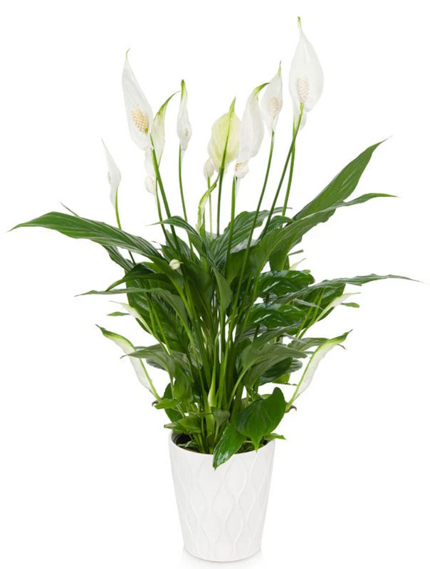 What to Know About Your Peace Lily and it's Variety in Species - SendPlants
