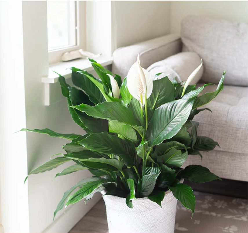 Peace Lily Care Guide - Sendplants