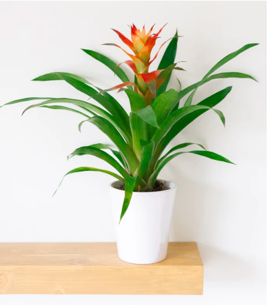 Popular Potted Plants for Your Home