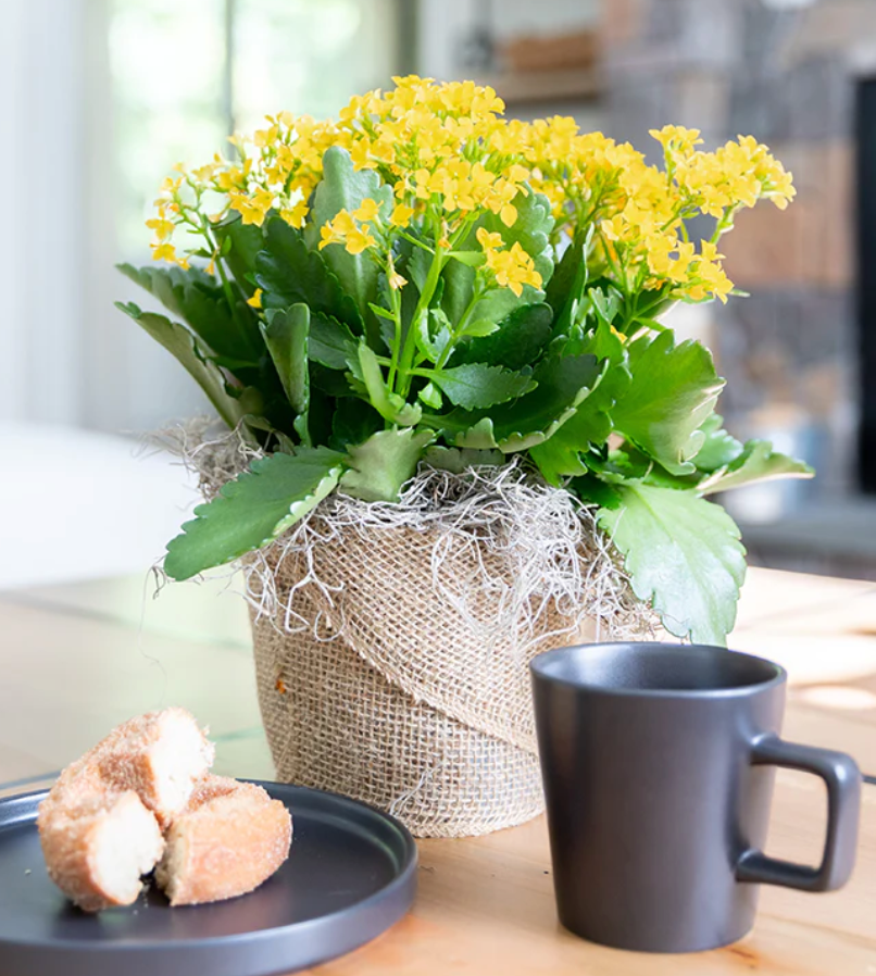 Indoor Plants That Elevate Your Living Space