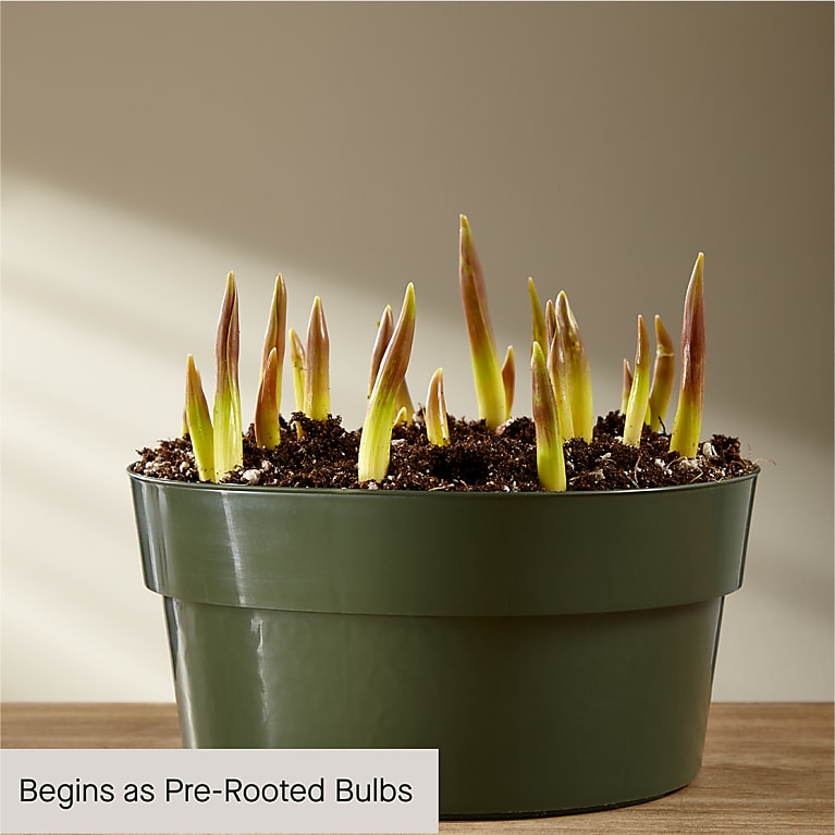 Spring Hyacinth Bulb Garden