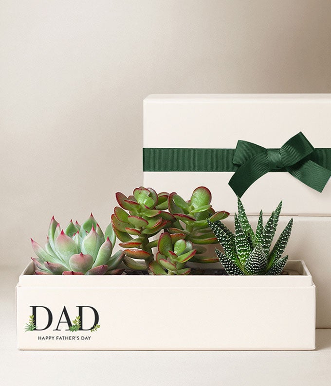 Lula's Garden ® Father's Day Jewel Succulent Garden