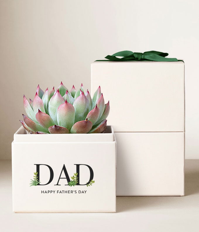 Lula's Garden ® Father's Day Bliss Garden