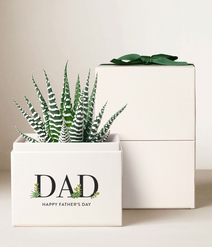 Lula's Garden Father's Day Haworthia Garden