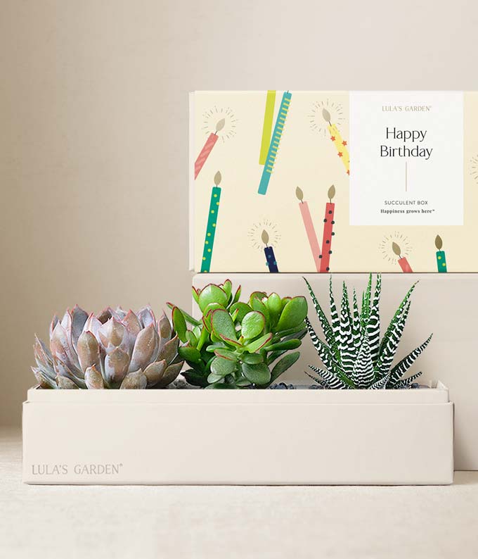 Lula's Garden Birthday Trio Succulent Gift