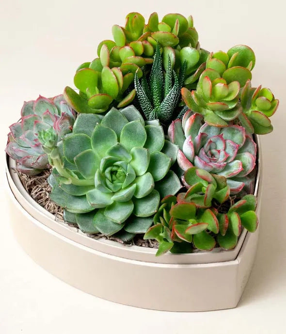 Lula's Garden Heart Shaped Succulent Garden