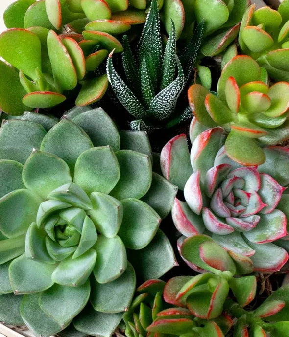 Lula's Garden Heart Shaped Succulent Garden