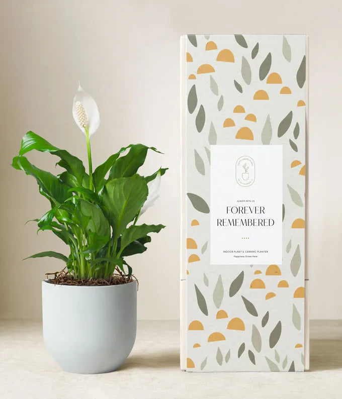 planter for peace lily Plant Delivery | Forever Remembered Peace Lily by Lula's Garden